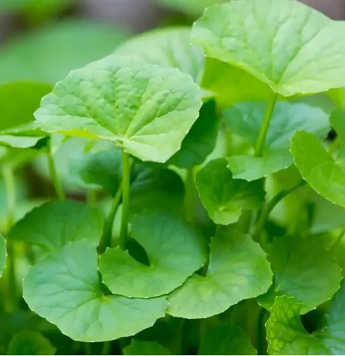 cách chữa dị ứng với dầu máy hiệu quả nhất cách chữa dị ứng với dầu máy