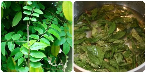 Cách nấu nước lá khế tắm cho bé như thế nào Cách nấu nước lá khế tắm cho bé