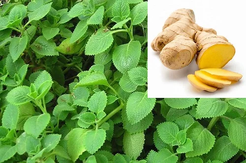 Cách tắm lá húng chanh cho bé với gừng Cách tắm lá húng chanh cho bé với gừng