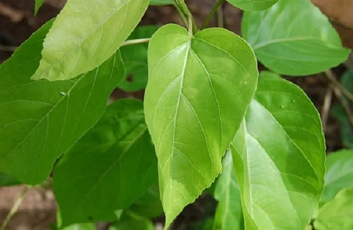 Hướng dẫn cách tắm lá vông cho trẻ sơ sinh Cách tắm lá vông cho trẻ sơ sinh