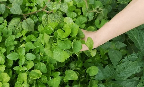 Sử dụng kem bôi dị ứng sơn gel Kem bôi dị ứng sơn gel