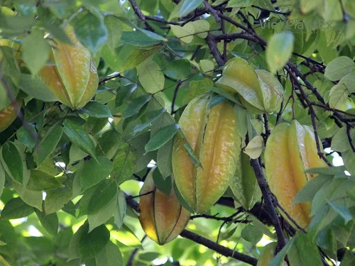 Tắm lá khế chua có tác dụng gi với sức khoẻ làn da? Tắm lá khế chua có tác dụng gi