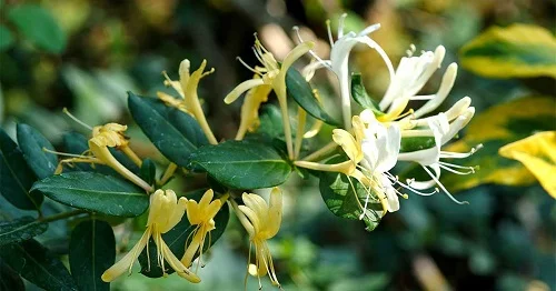 Tắm nước lá kim ngân có tác dụng gì với làn da bé? tắm nước lá kim ngân có tác dụng gì