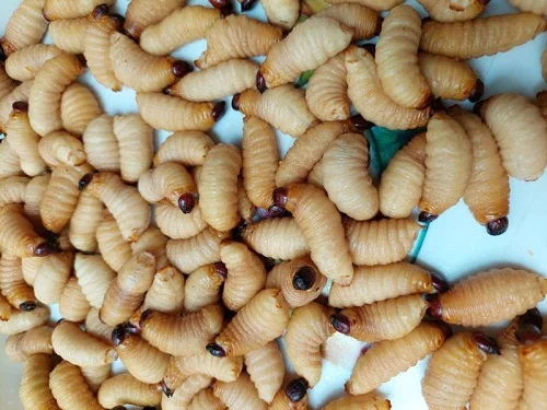 Khi ăn đuông dừa có bị dị ứng không? Giải đáp ăn đuông dừa có bị dị ứng không