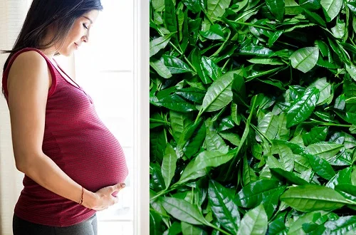 Liệu bà bầu tắm lá chè xanh có tốt không bà bầu tắm lá chè xanh có tốt không