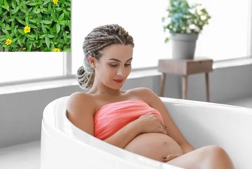 Liệu bà bầu tắm lá sài đất được không Bà bầu tắm lá sài đất được không