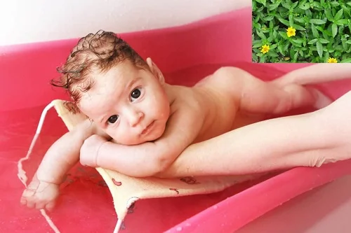 Cách tắm lá sài đất cho trẻ sơ sinh an toàn, hiệu quả nhất Cách tắm lá sài đất cho trẻ sơ sinh