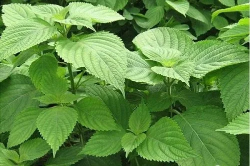 Lá kinh giới tắm cho trẻ sơ sinh có nên không? Lá kinh giới tắm cho trẻ sơ sinh