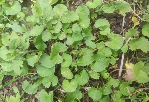 Nguyên nhân tại sao ăn đuông dừa bị dị ứng Tại sao ăn đuông dừa bị dị ứng