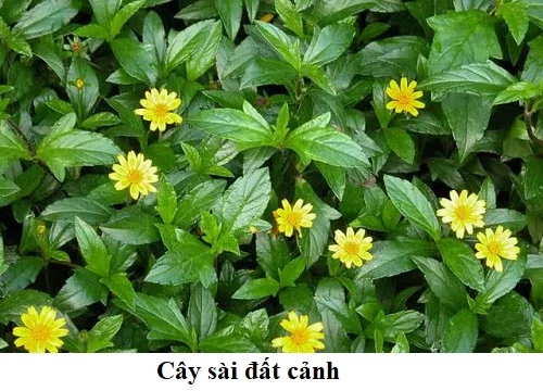 Tắm cây sài đất có tác dụng gì không Tắm cây sài đất có tác dụng gì