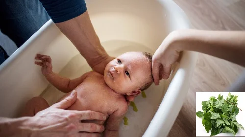 Tắm lá kinh giới có tác dụng gì sức khoẻ làn da? Tắm lá kinh giới có tác dụng gì