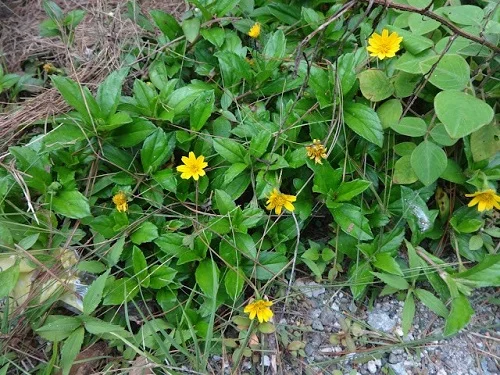 Tắm lá sài đất có tác dụng gì cho làn da? Tắm lá sài đất có tác dụng gì