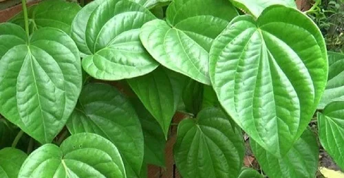 Tắm lá trầu không có tác dụng gì với làn da? Tắm lá trầu không có tác dụng gì