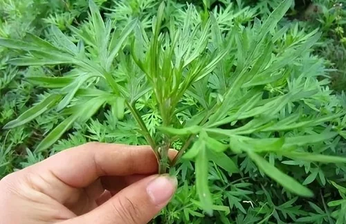 Tắm nước lá ngải cứu có tác dụng gì với sức khoẻ? Tắm nước lá ngải cứu có tác dụng gì