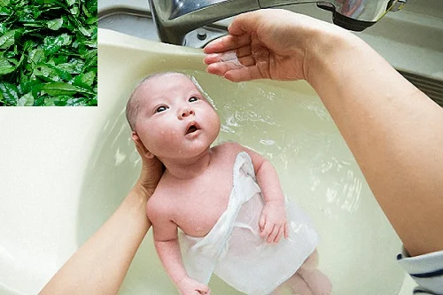 Trẻ sơ sinh tắm lá chè xanh được không? Giải đáp Trẻ sơ sinh tắm lá chè xanh được không