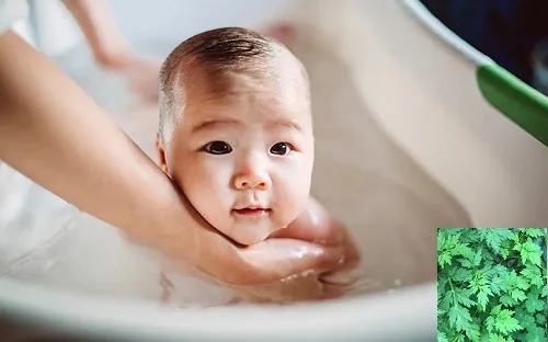 Trẻ sơ sinh tắm lá ngải cứu được không? Giải đáp chi tiết trẻ sơ sinh tắm lá ngải cứu được không