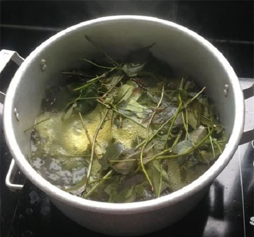 bé bị sốt tắm lá cúc tần