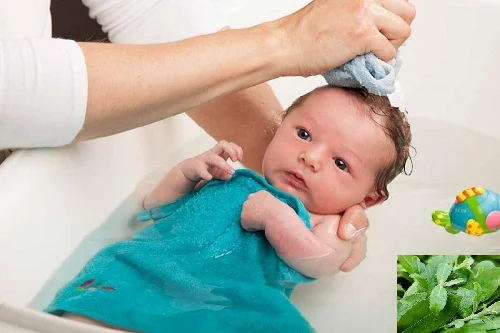 Tắm lá cúc tần có tác dụng gì? Cách tắm cho bé để hạ sốt