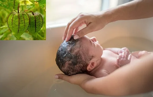 Cây tầm bóp tắm cho trẻ được không? Công dụng và cách tắm