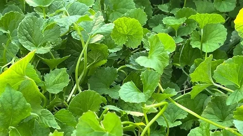 Da bị dị ứng vitamin C