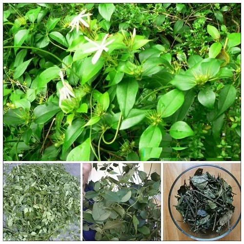 Lá chè vằng có tắm được cho bé không