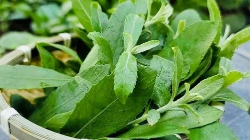 tắm lá cúc tần có tác dụng gì