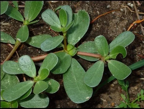 Tắm lá rau sam có tác dụng gì