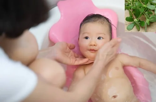 Tắm rau sam có tác dụng gì? Cách tắm đúng giảm ngứa, rôm sảy