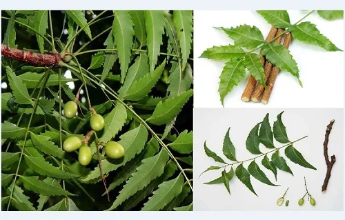 Tắm lá xoan có độc không