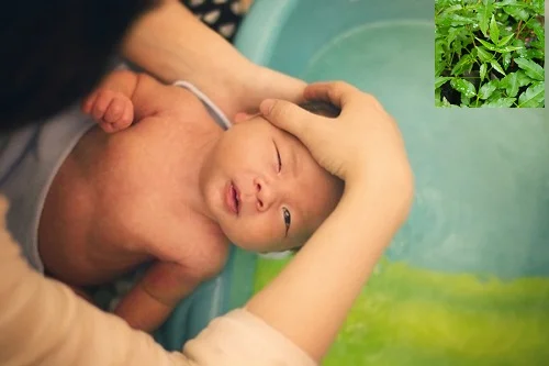 Tắm lá sầu đâu có tác dụng gì với làn da? Ai có thể tắm được?