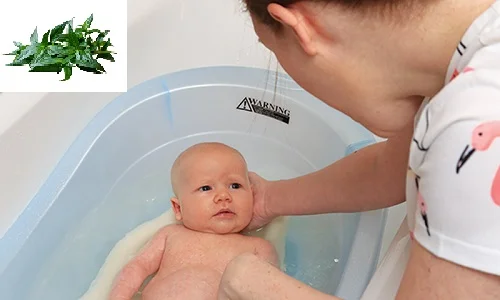 Tắm lá xuyên tâm liên: Tác dụng, cách tắm và lưu ý quan trọng