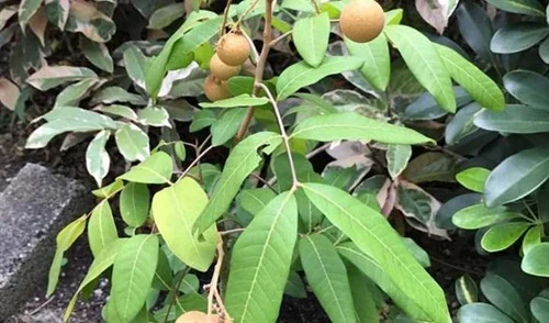 Tắm bằng nước lá nhãn