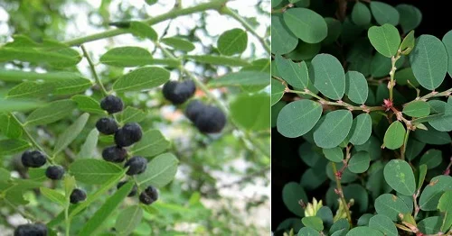 Tắm cây phèn đen có tác dụng gì