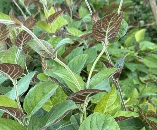 Tắm lá mơ lông có tác dụng gì