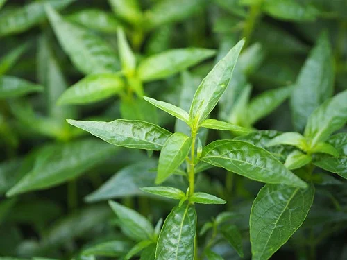 Tắm lá xuyên tâm liên có tác dụng gì