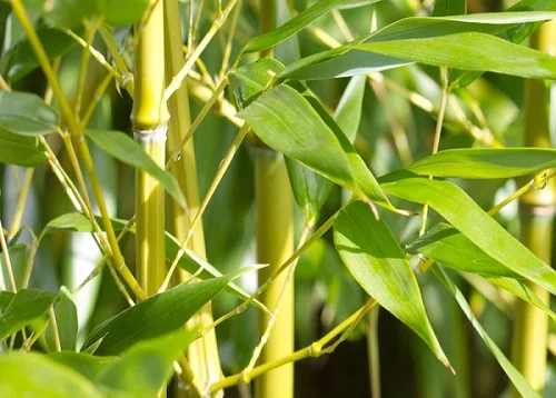 Tắm nước lá tre có tác dụng gì