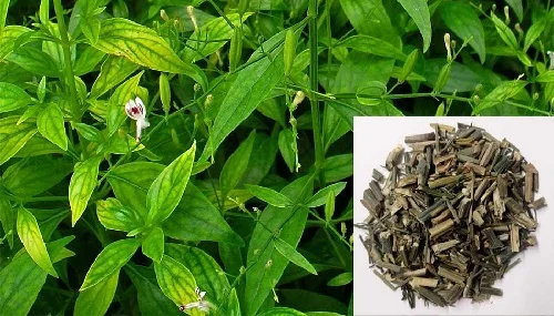 Tắm nước lá xuyên tâm liên