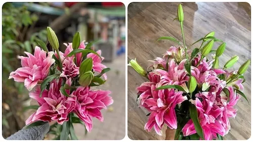 tình trạng dị ứng hoa ly