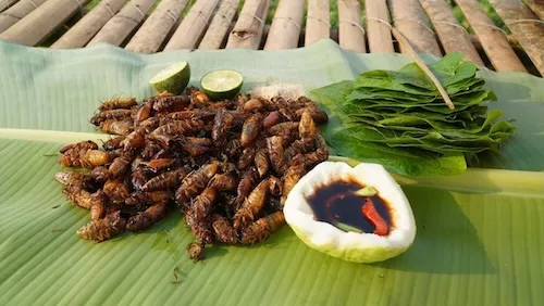 cách chữa dị ứng khi ăn ve sầu