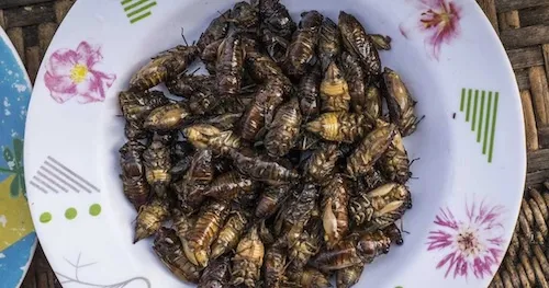 dị ứng ve sầu