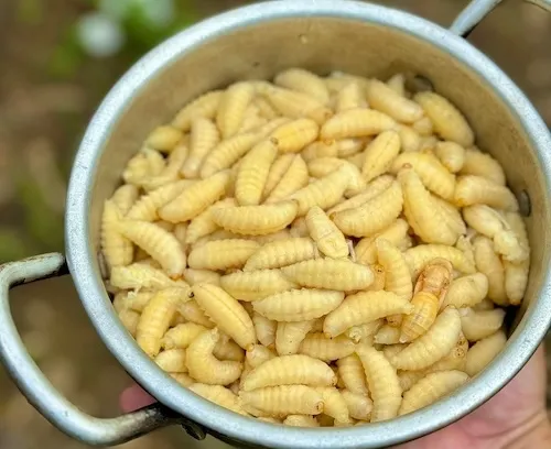 dị ứng nhộng ong vò vẽ