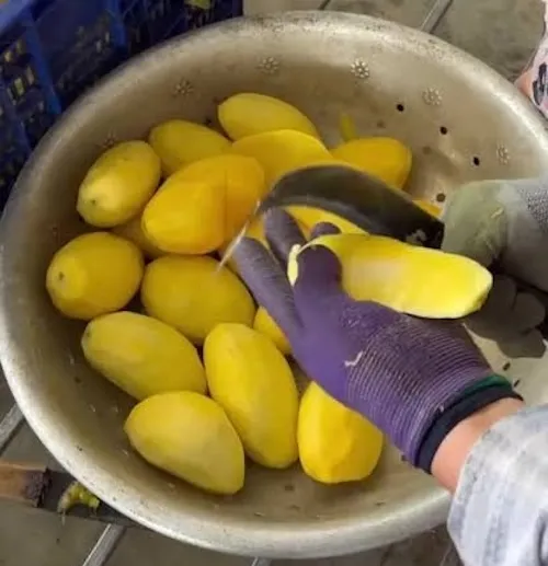 dị ứng với quả xoài
