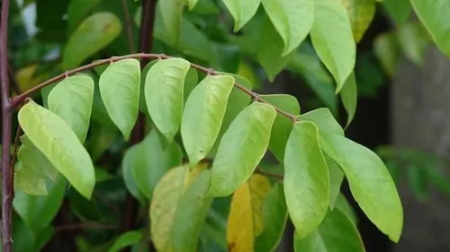 sốt phát ban có tắm được không