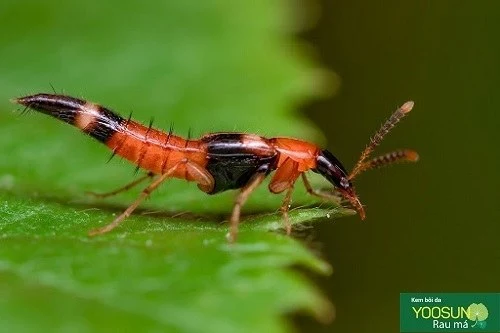 Bị kiến ba khoang đốt có nguy hiểm không? Triệu chứng và cách xử lý