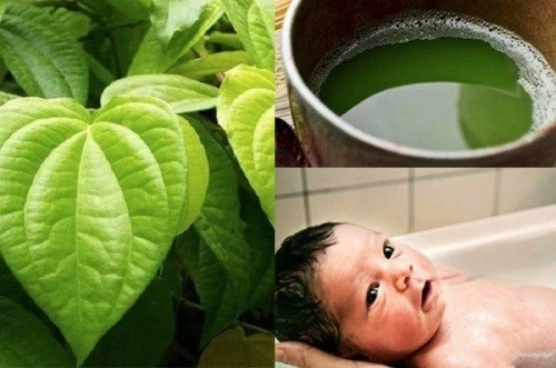Cách trị chàm sữa bằng lá trầu không