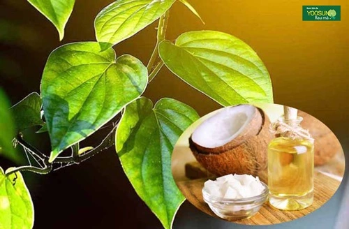 Cách trị lác sữa bằng lá trầu không