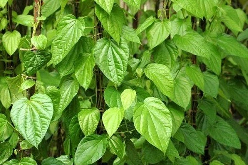 lá trầu không chữa chàm sữa