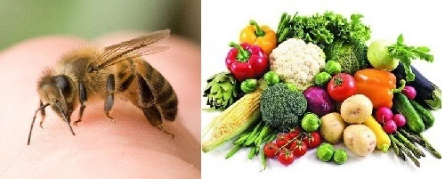 Bị ong đốt không nên ăn gì và nên ăn gì? Thực đơn cho người bị ong đốt