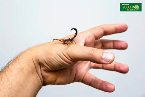 Bọ cạp cắn phải làm sao để nhanh hết? Bọ cạp cắn phải làm sao