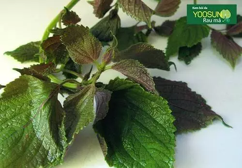 Cách trị thâm mụn cho da dầu bằng lá tía tố